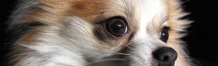 toastyfrog.net random header image